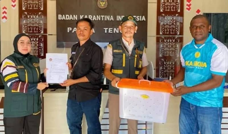 Ilustrasi berita Mimika: Karantina Papua Tengah Gagalkan Pengiriman Ilegal Ular Sanca Hijau Lewat Kargo Bandara Timika
