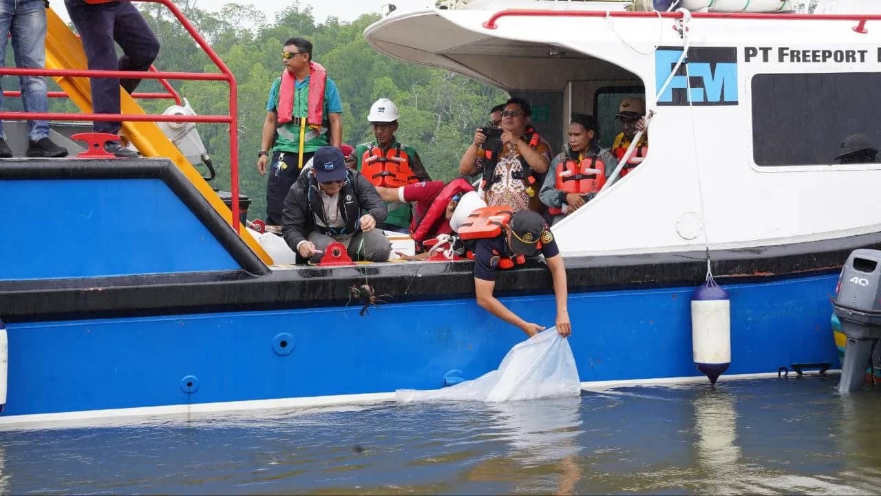 Ilustrasi berita Mimika: Dukung Ekosistem Pesisir Mimika, Freeport Lepas 10.000 Bibit Baramundi dan 1.000 Kepiting Bakau