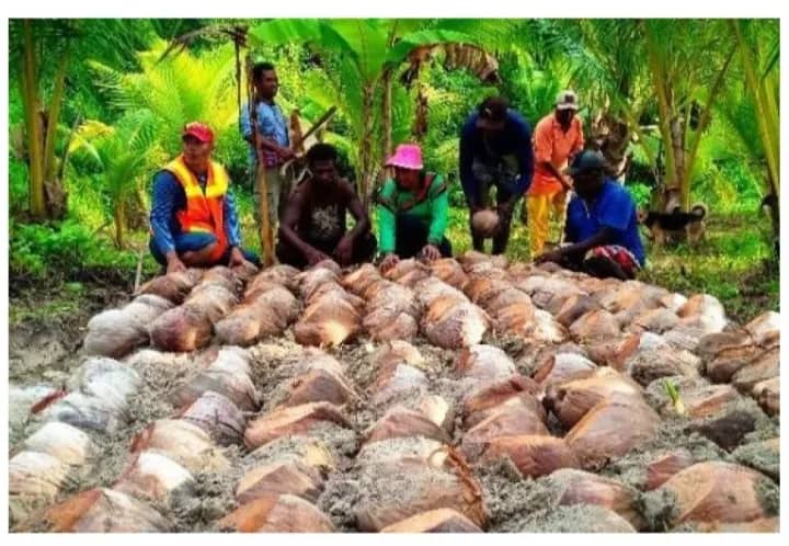 Ilustrasi berita Mimika: Freeport dan Keuskupan Timika Kembangkan Kebun Kelapa di Mimika Timur