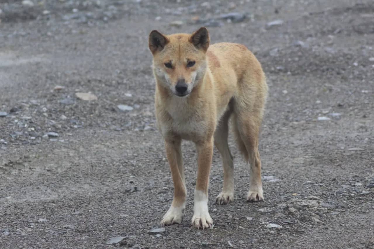 Ilustrasi berita Mimika: Lindungi Anjing Bernyanyi di Pegunungan Papua, PTFI Dukung Penelitian UNCEN