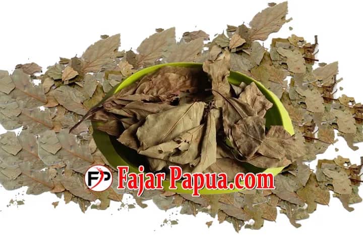 Ilustrasi berita Kesehatan: Selain Buahnya Ternyata Daun Alpukat Punya 7 Manfaat