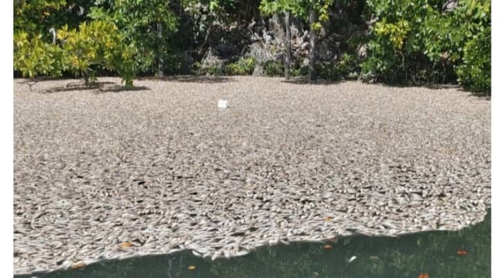Ilustrasi berita BERITA UTAMA: Bencana, Ikan-ikan Kecil Ditemukan Mati Mendadak di Perairan Raja Ampat