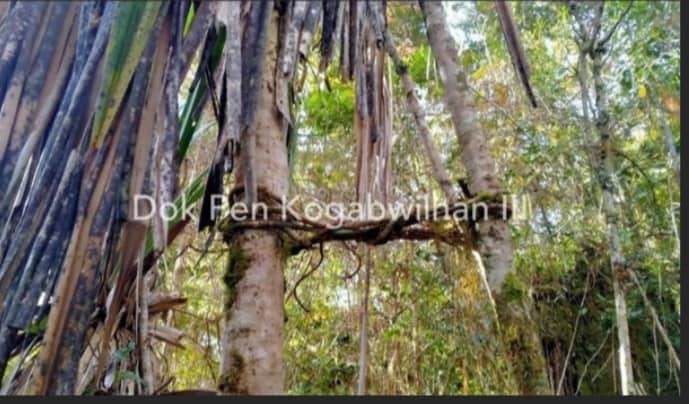 Ilustrasi berita Mimika: Taktik Gerilya KKB Papua Mirip Dengan Kelompok Teroris Ali Kalora di Poso, KKB : Biasa Itu Biasa