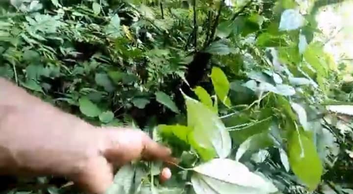 Ilustrasi berita LIFESTYLE: Terapi Perbesar Ukuran Alat Vital Daun Bungkus Papua