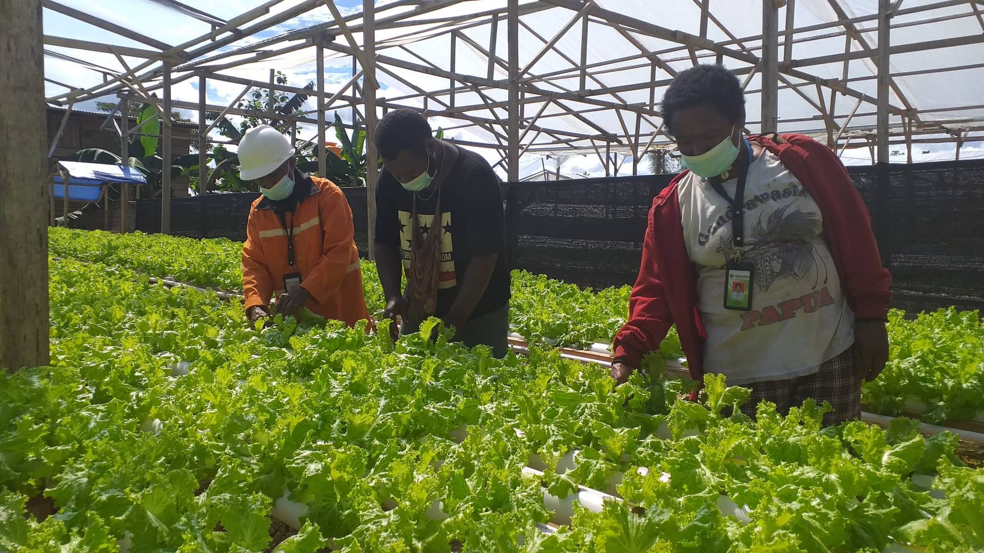 Ilustrasi berita LIFESTYLE: Terus Kembangkan Lahan Perkebunan Hidroponik, Rencana Pekerjakan 200 Karyawan Lintas Suku