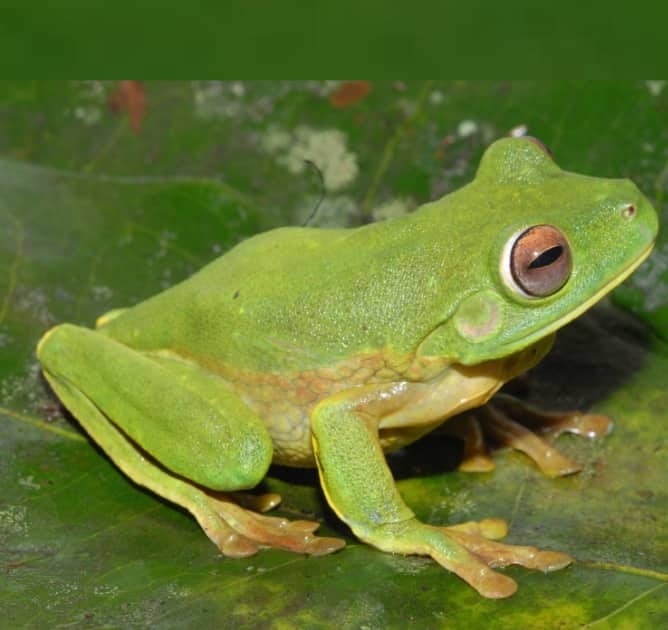 Ilustrasi berita Mimika: Litoria Lubisi Spesies Katak Baru yang Ditemukan di Area PT Freeport Indonesia