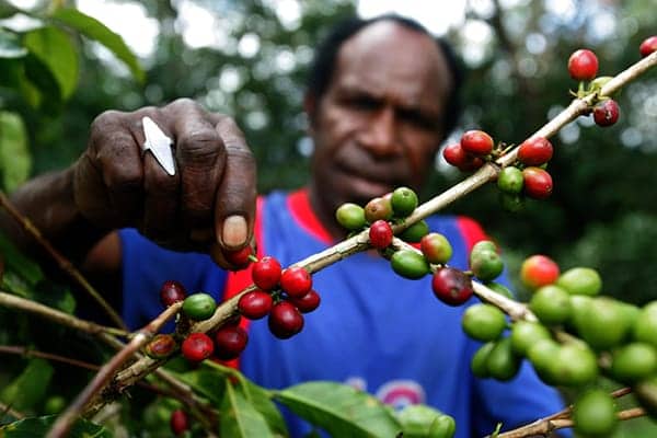 Ilustrasi berita MAKANAN: Kiwirok, Kopi Dengan Cita Rasa Khas Tanah Papua
