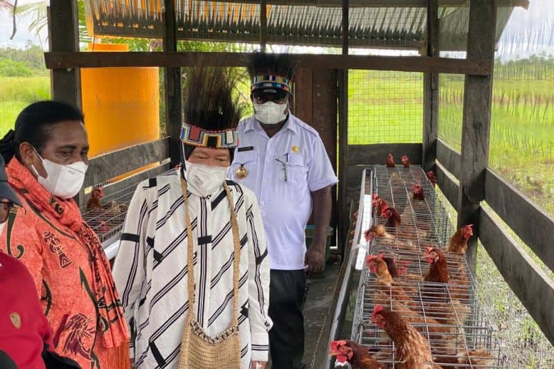 Ilustrasi berita Papua: Mensos Risma Dirikan 10 Peternakan Ayam di Kabupaten Asmat