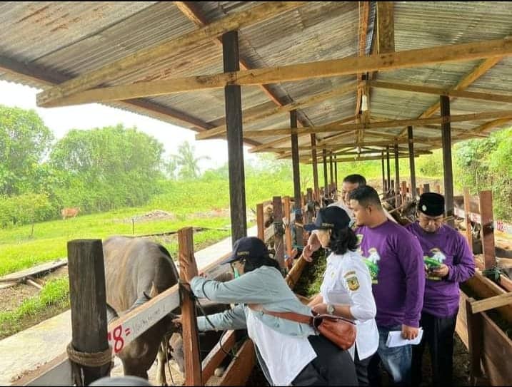 Ilustrasi berita Mimika: Jelang Idul Adha 1443 H, Organisasi Islam dan Dinas Pertenakan Kabupaten Gelar Pemeriksaan Antemortem Hewan Kurban