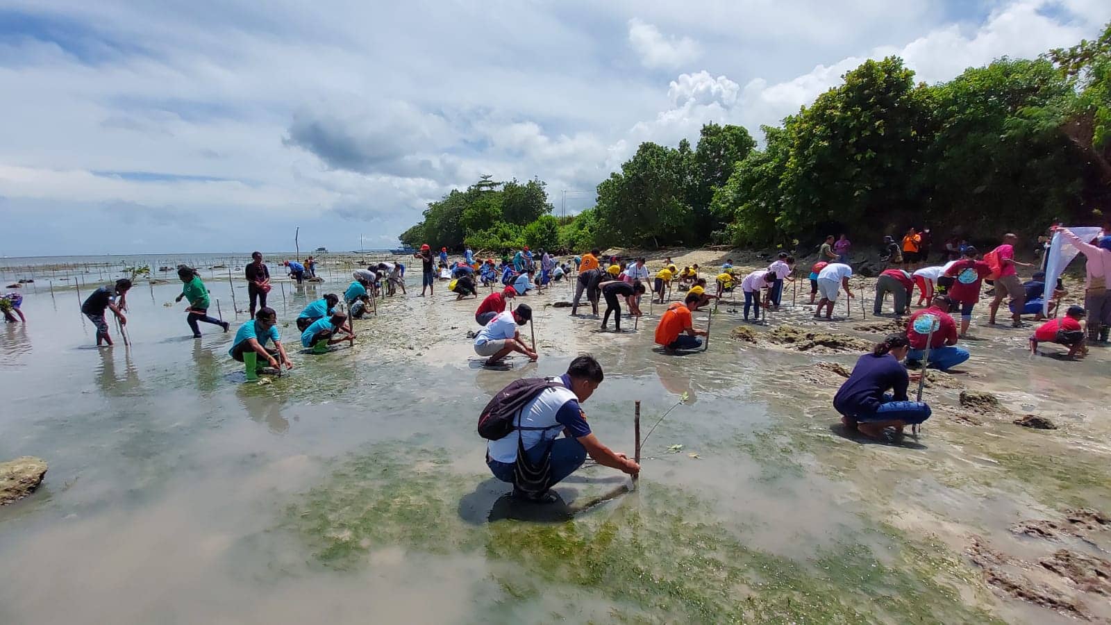 Ilustrasi berita Papua: Dukung Rehabilitasi Abrasi di Pantai Sburya, PLN Tanam 2.000 Bibit Mangrove