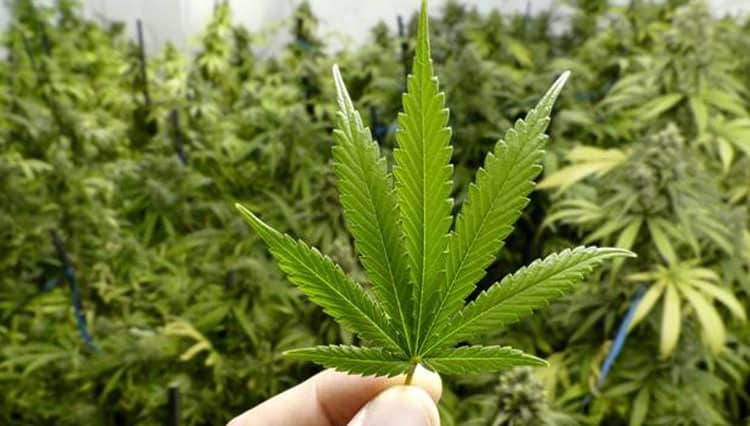 Ilustrasi berita Mimika: Untuk Tujuan Rekreasi, Jerman Akan Legalkan Ganja
