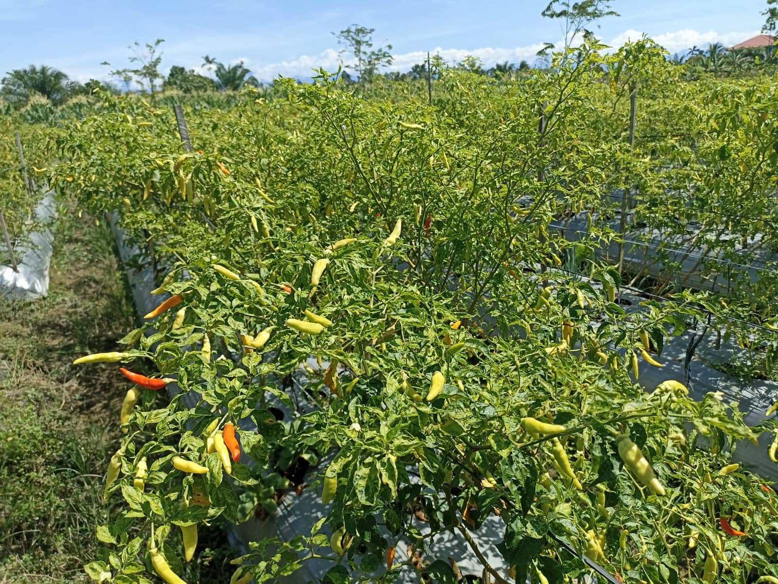 Ilustrasi berita Mimika: Petani di Timika Keluhkan Harga Cabe Rawit Anjlok Hingga Rp 25 Ribu Per Kilogram