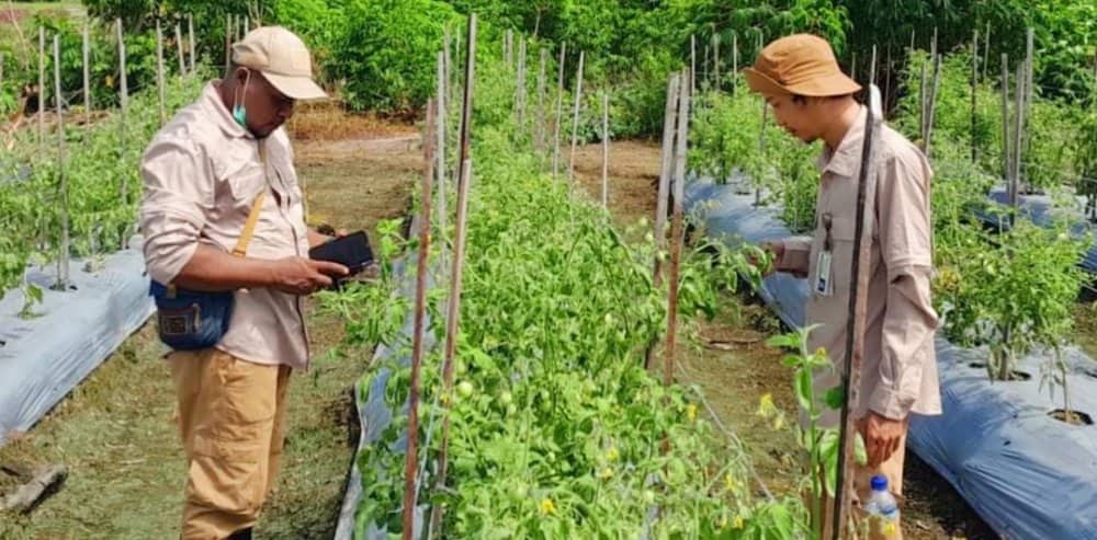 Ilustrasi berita Mimika: Pantau Sebaran OPTK, Karantina Kunjungi Sentra Pertanian di Kabupaten Mimika
