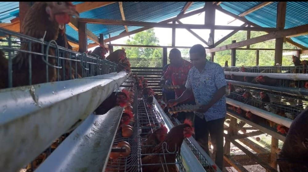 Ilustrasi berita Papua: Panen Telur di Peternak Lokal Papua, Pemda Biak Numfor Komitmen Genjot Peternak OAP