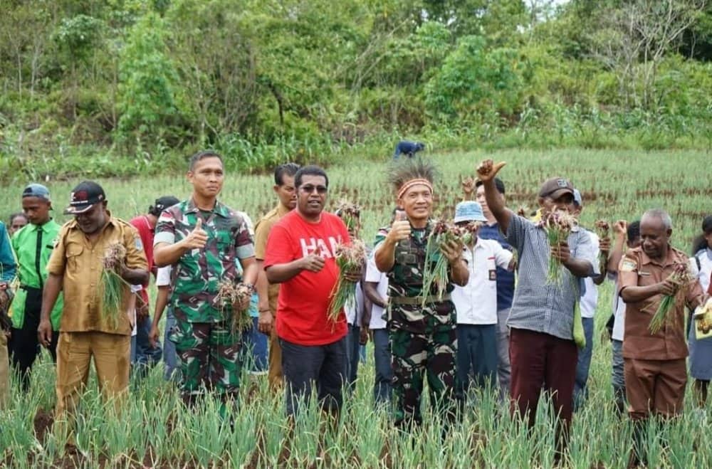 Ilustrasi berita Papua: Biak Numfor Laksanakan Panen Raya Bawang Merah di Warsansan, Bupati Naap : Tahun Ini Kita Swasembada