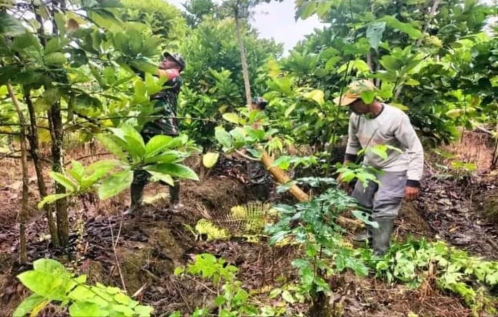 Ilustrasi berita Mimika: Kodim 1710 Mimika Ajari Petani di Kampung Wania Budidaya Kopi Robusta