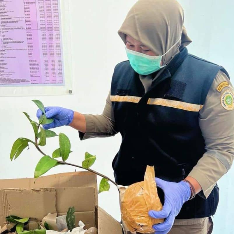 Ilustrasi berita Mimika: Tanaman Obat dan Tanaman Hias Asli Timika Diminati Kolektor di Pulau Jawa