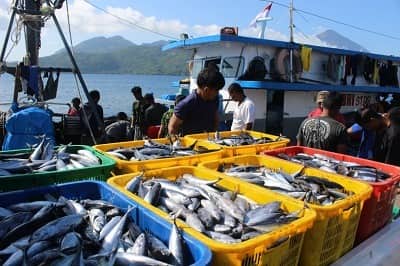Ilustrasi berita Mimika: PAD Pelelangan Ikan di Mimika Belum Maksimal Terkendala Aturan Pusat Pembongkaran Ditengah Laut