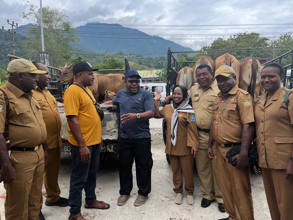 Ilustrasi berita Papua: Dinas DMPK dan OAP Pemprov Papua Serahkan Bantuan Ternak Sapi Pada 8 Kelompok Usaha OAP di Kabupaten Jayapura