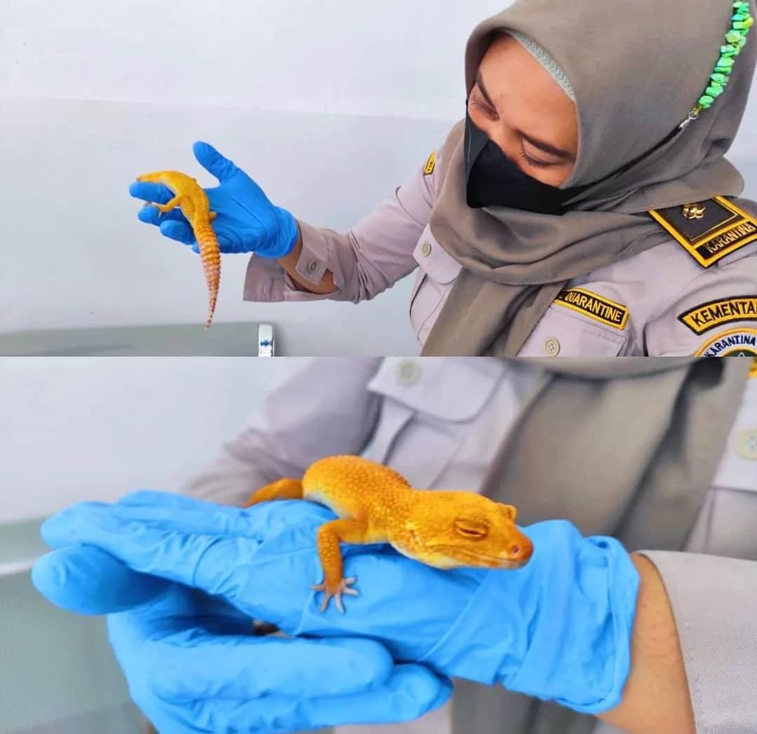 Ilustrasi berita Mimika: Dua Ekor Gecko, Reptil Eksotis Diterbangkan ke Makassar, Karantina Pertanian Timika Nyatakan Bebas HPHK