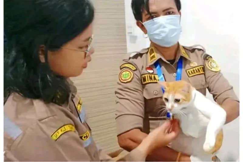 Ilustrasi berita Mimika: Karantina Papua Tengah Periksa Kucing Legi yang Dikirim dari Timika ke Jakarta