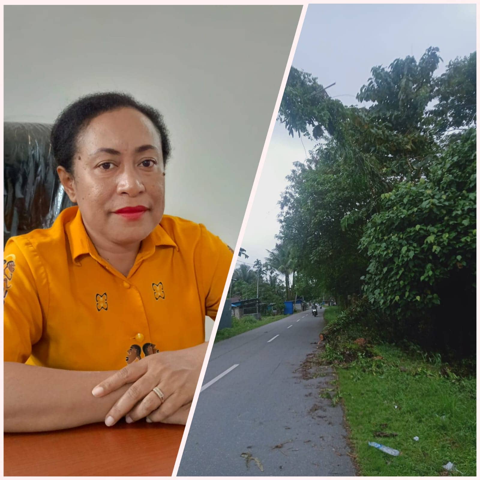 Ilustrasi berita Mimika: Cuaca Hujan, Warga Timika Diingatkan Hati-hati Pohon Tumbang, Kelurahan Perintis Bersihkan Pohon yang Palang Jalan