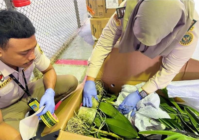 Ilustrasi berita Mimika: Bibit Anggrek Bulan Asal Denpasar Masuk Timika, 50 Batang Tanaman Hias Leamibilis SP Dikirim ke Jawa Barat