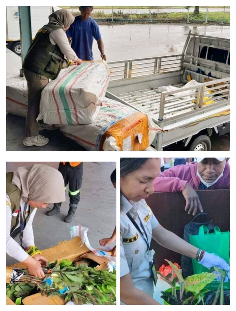 Ilustrasi berita Mimika: Lalulintas Tanaman Hias dan Bibit Wajib Miliki Sertifikat Karantina, 1.000 Batang Bibit Buah Asal Jogjakarta Masuk Timika