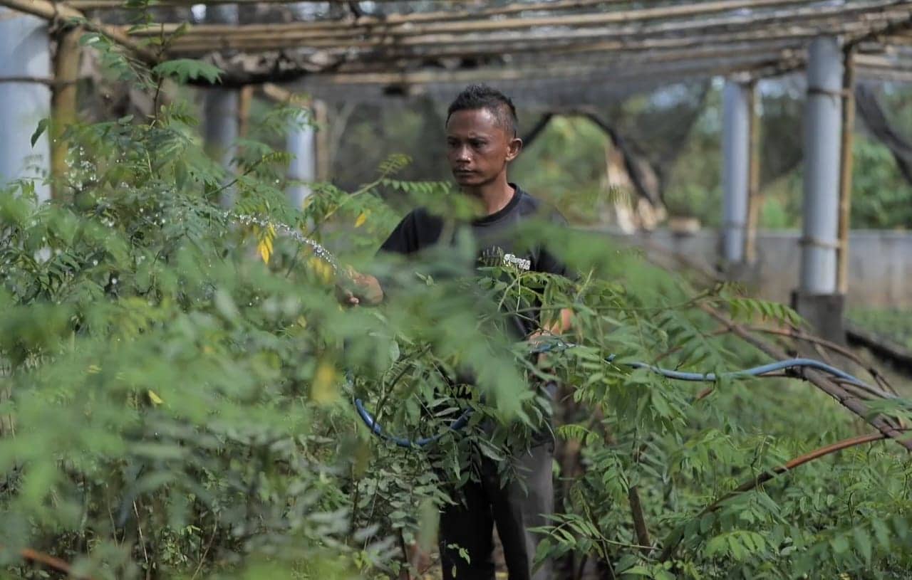 Ilustrasi berita Mimika: Ubah 1,7 Juta Hektar Lahan Kritis Jadi Hijau dan Produktif, PLN Kembangkan Ekosistem Biomassa Berbasis Pertanian Terpadu