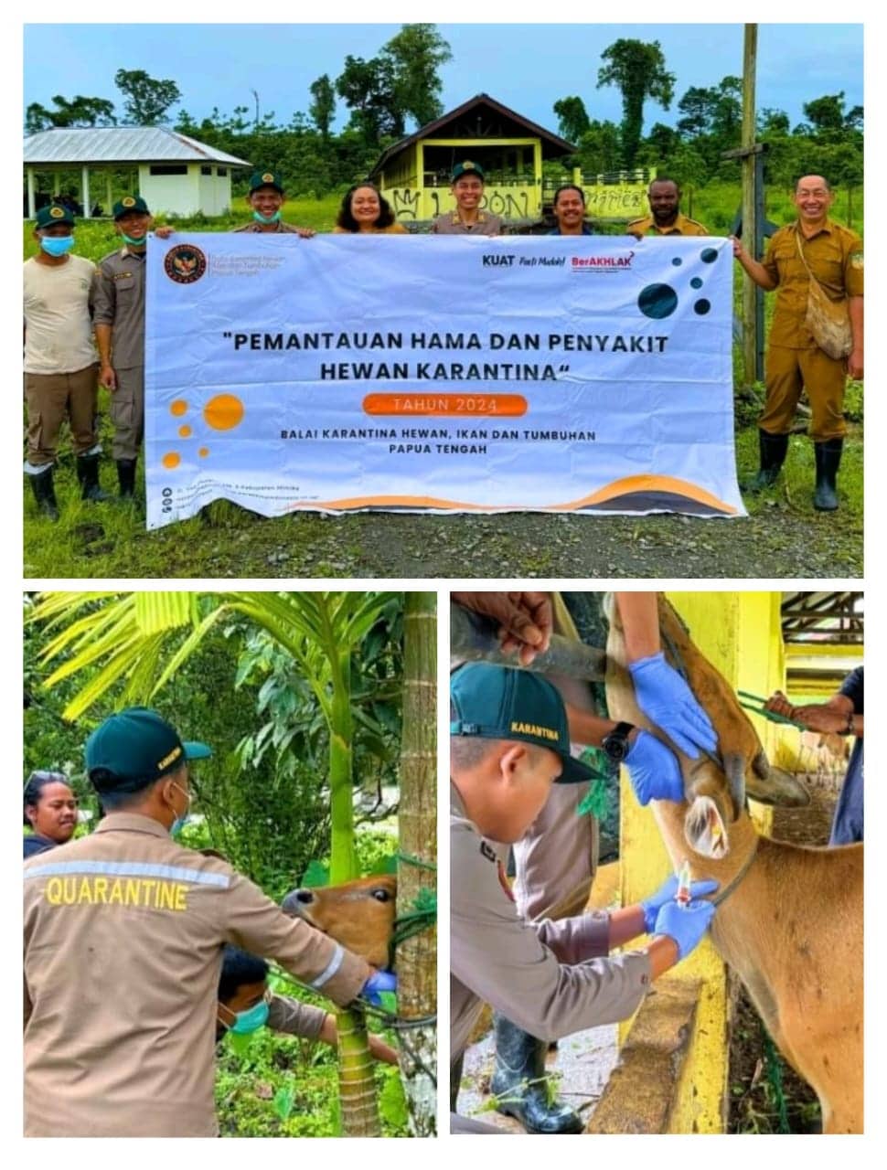 Ilustrasi berita Mimika: Cegah Penyakit Bovine Viral Diarrhea, Disnakeswan Mimika dan Karantina Pantau Ternak Sapi di Lima Distrik