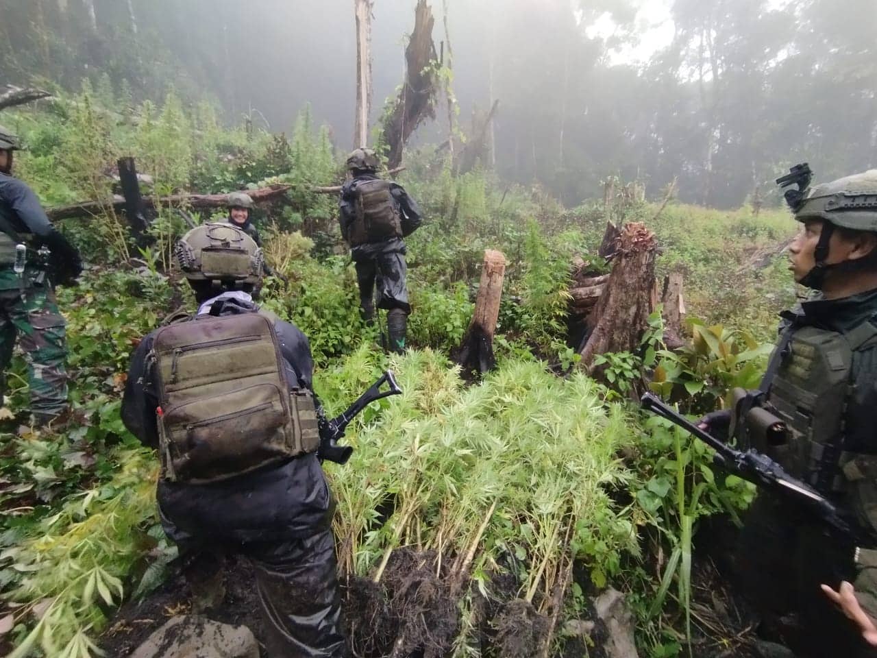 Ilustrasi berita Papua: Bersihkan Gubuk OPM, Aparat TNI Malah Temukan Ladang Ganja 5.000 M² di Pegunungan Bintang