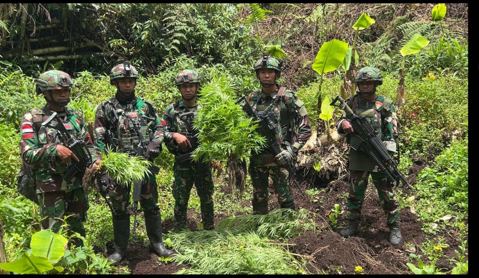 Ilustrasi berita BERITA UTAMA: Satgas Gabungan Yonif 751/VJS, Ketapang, dan Prayudha Temukan Empat Kebun Ganja di Pegunungan Bintang