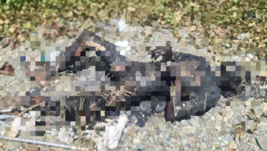 Ilustrasi berita Mimika: Tujuh Bulan Berlalu, Misteri Mayat Gosong di Jalan WR Supratman Akhirnya Terungkap