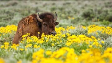 Ilustrasi berita Internasional: Kecelakaan Kereta Tabrak Tiga Bison Langka di Hutan Bialowieza Polandia