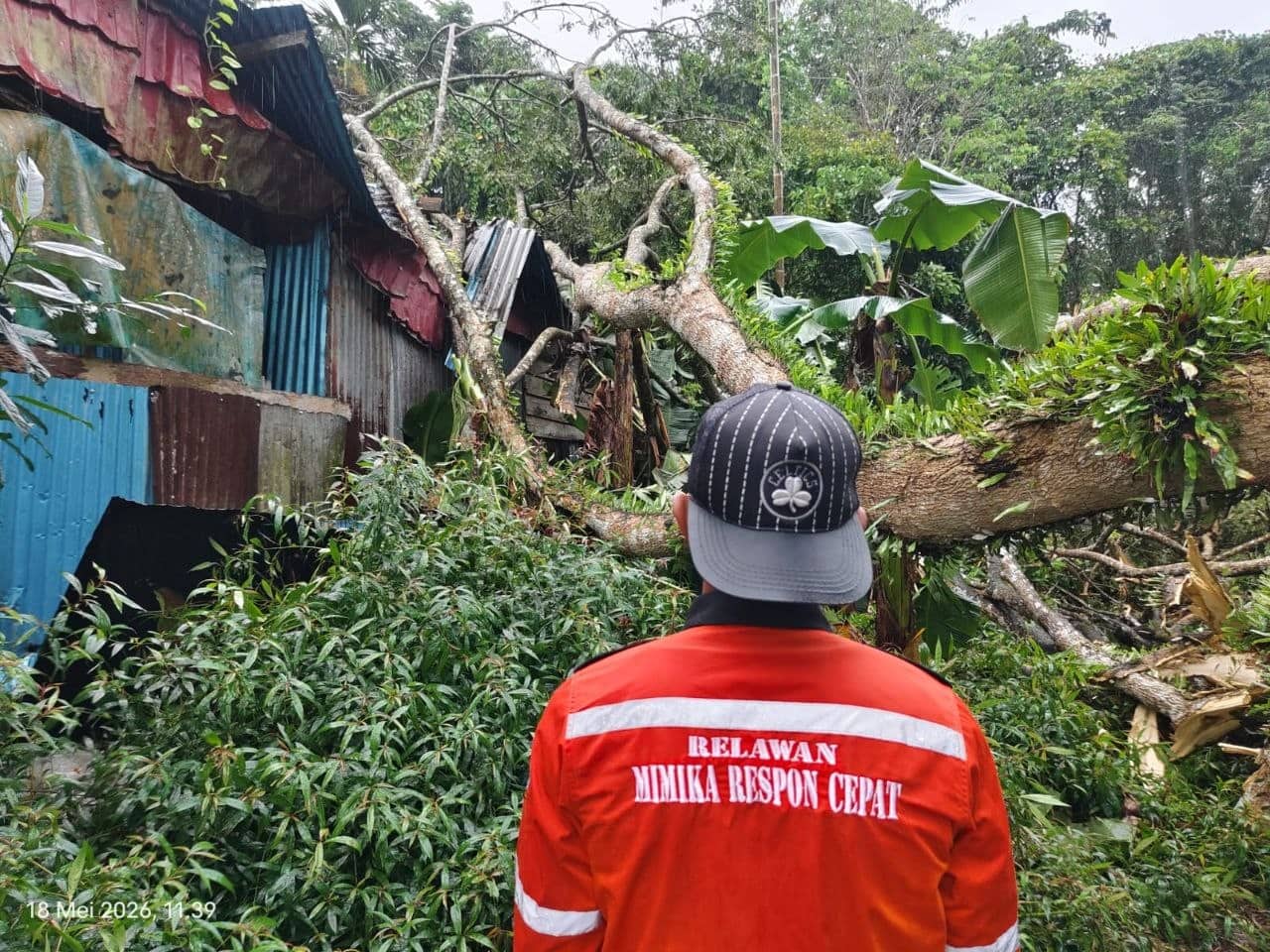 Ilustrasi berita Mimika: Diterpa Hujan Angin, Dua Rumah Warga di Kilometer 6 Timika Ditimpa Pohon Tumbang