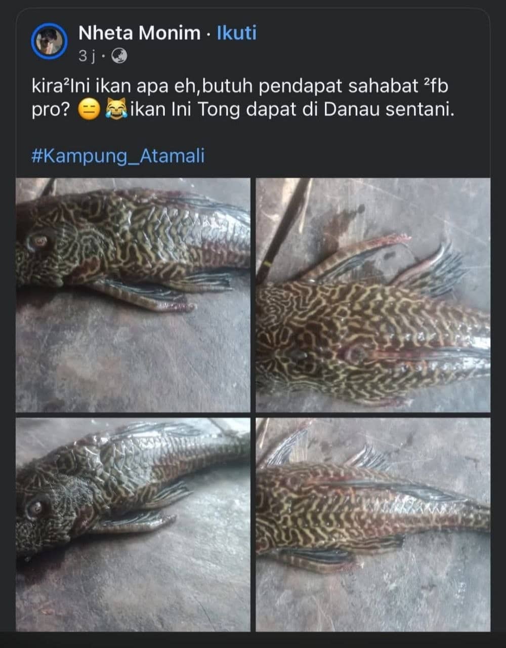 Ilustrasi berita Nasional: Ikan Sapu-Sapu Ditemukan di Danau Sentani, Jadi Ancaman Baru Ekosistem Lokal