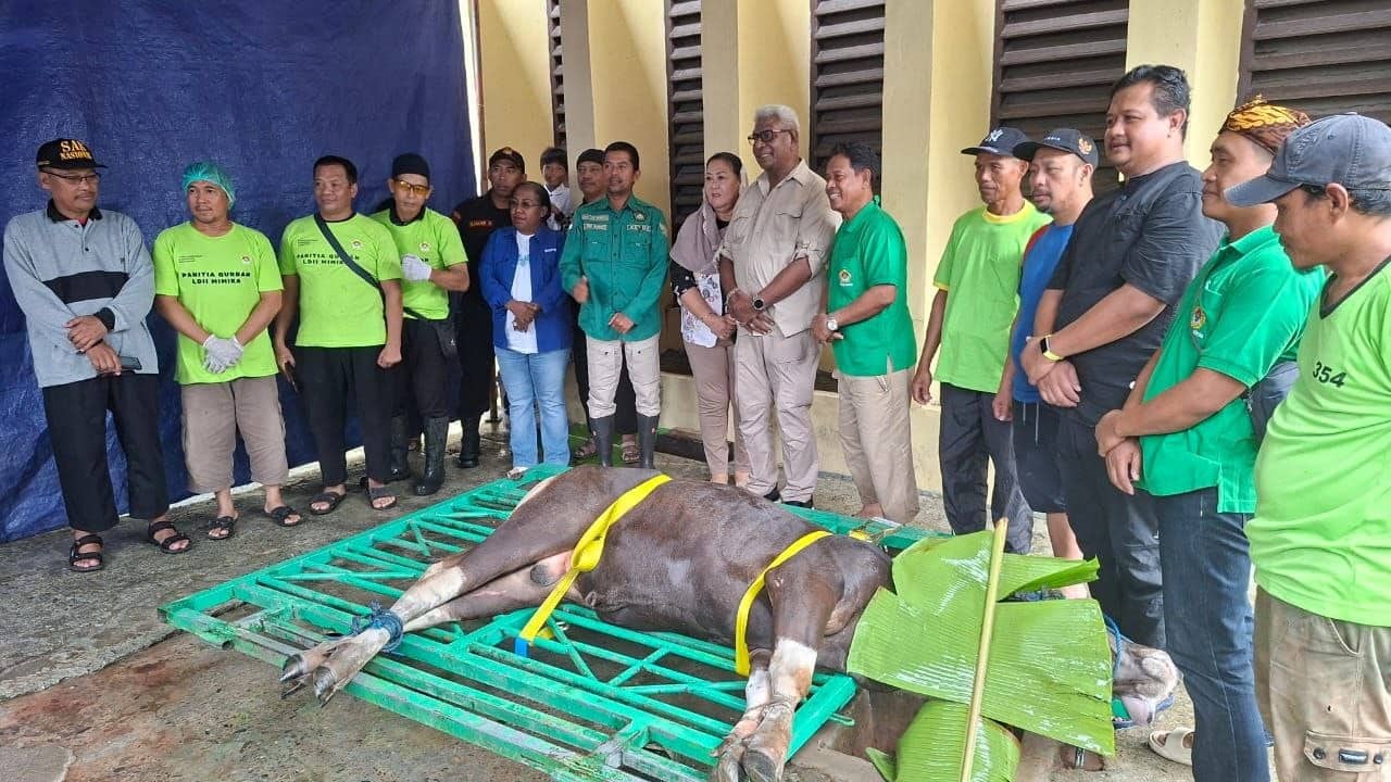Ilustrasi berita Mimika: Bupati John Rettob Tinjau Pemotongan Hewan Kurban di Mimika, LDII Miftahul Huda Potong 17 Ekor Sapi