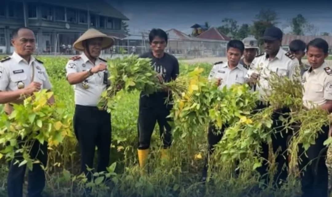 Kepala Lapas Kelas IIB Timika bersama jajaran pejabat struktural, staf kegiatan kerja dan warga binaan saat memanen kedelai, Selasa (14/7) lalu.