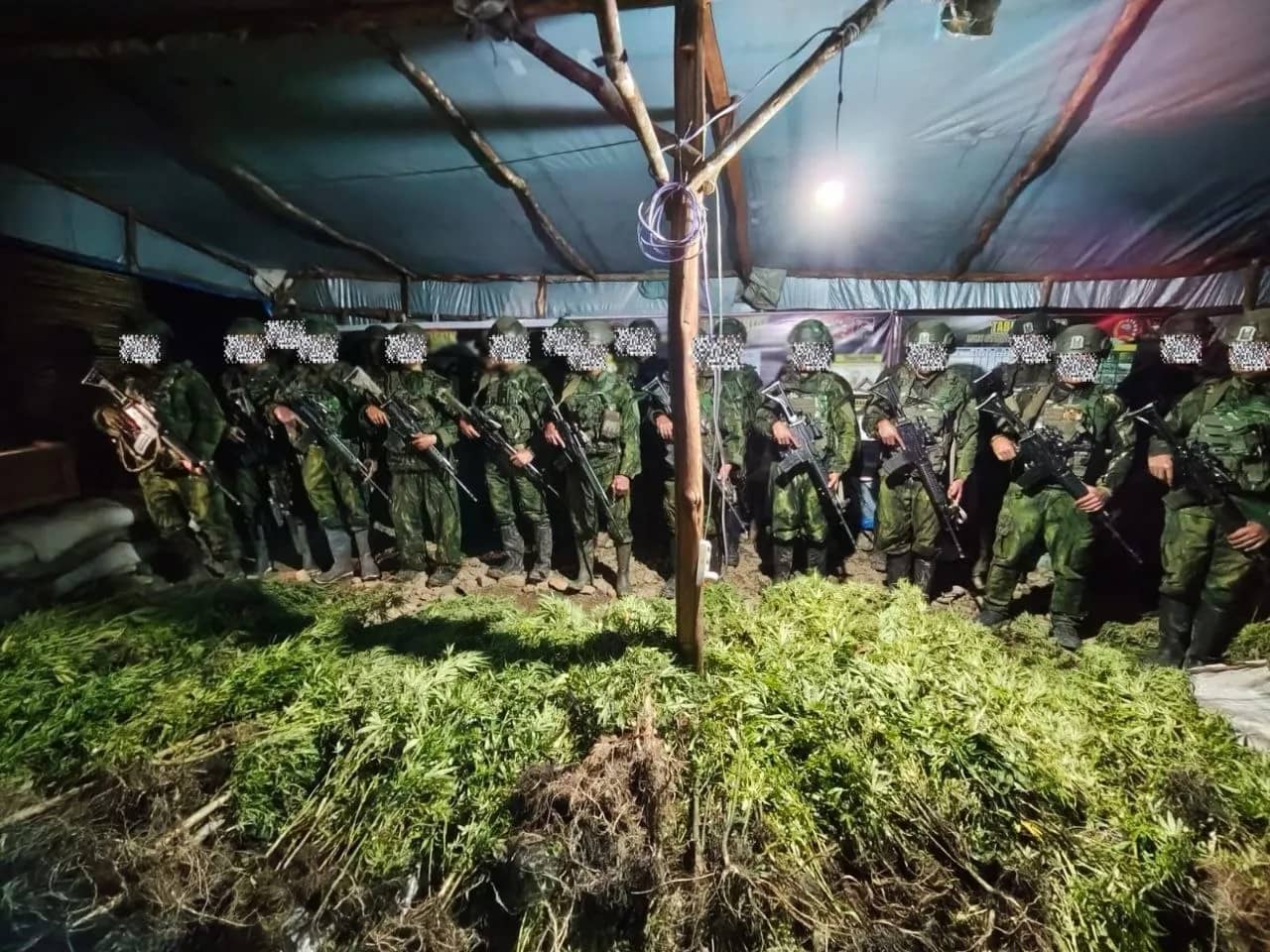 Nampak ribuan batang ganja yang ditemukan dan diamankan Satgas Pamtas RI–PNG Mobile Yonif 725/Woroagi Koops TNI Habema dari dua lokasi di Kabupaten Yahukimo, Papua Pegunungan.