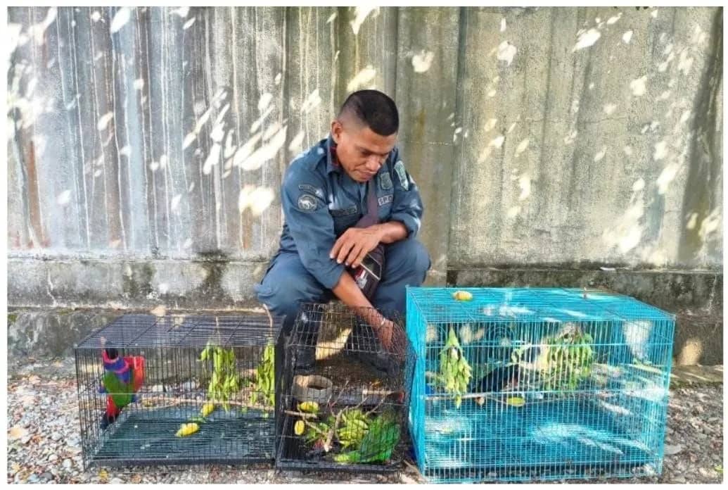 Petugas mengamankan burung-burung endemik Papua yang akan diperjualbelikan secara ilegal secara daring setelah operasi penggerebekan di Kabupaten Mimika, Papua Tengah, Kamis (3/9/2026)