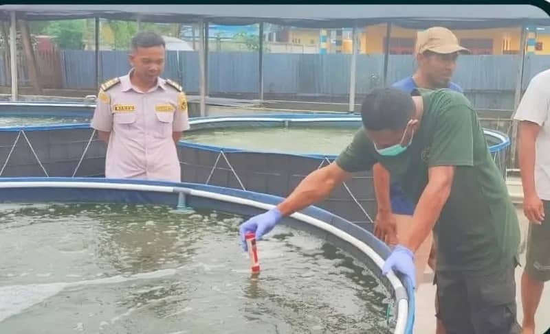 Petugas Balai Karantina Papua Tengah saat memeriksa penyebaran ikan asing invasif disalah satu pembudidayaan ikan di Kabupaten Mimika.