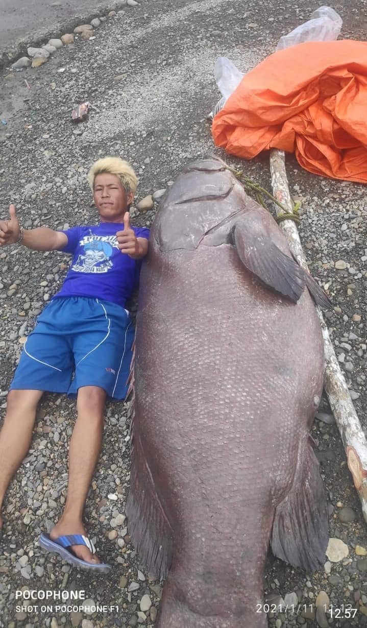 Ikan sebesar orang dewasa