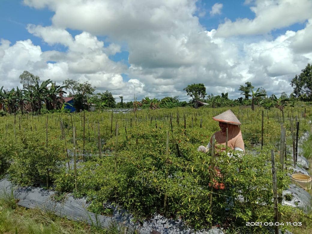 Petani Kelurahan Wonosari Jaya