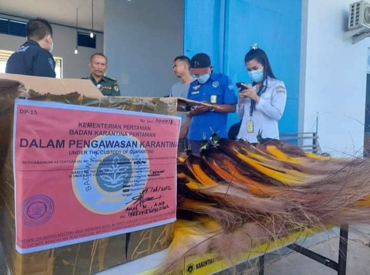Foto: Istimewa Nampak Burung Cenderawasih yang disita Kantor Karantina Merauke dan Avsec Bandara Mopah.