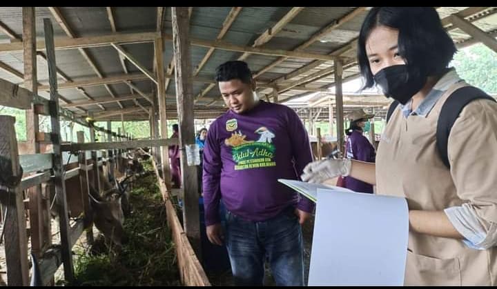 Ilustrasi berita MIMIKA: 200 Ekor Sapi Batal Masuk, Jelang Hari Raya Idul Adha Harga Hewan Kurban di Timika Melonjak Tajam