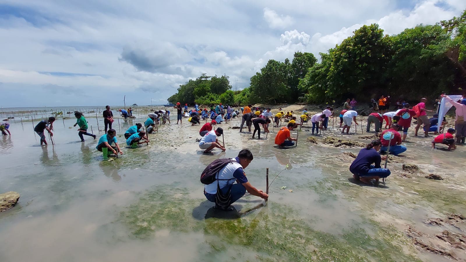 Ilustrasi berita PAPUA: Dukung Rehabilitasi Abrasi di Pantai Sburya, PLN Tanam 2.000 Bibit Mangrove