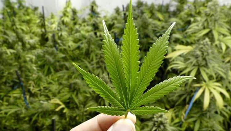 Ilustrasi berita MIMIKA: Untuk Tujuan Rekreasi, Jerman Akan Legalkan Ganja