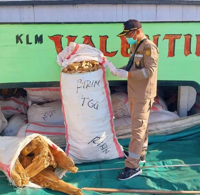 Ilustrasi berita MIMIKA: Karantina Pertanian Timika Periksa 31 Ton Kayu Gaharu asal Asmat yang Dikapalkan ke Probolinggo