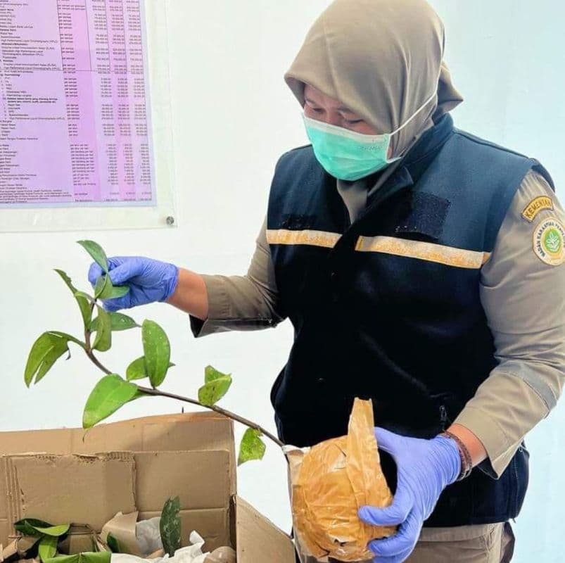 Ilustrasi berita MIMIKA: Tanaman Obat dan Tanaman Hias Asli Timika Diminati Kolektor di Pulau Jawa