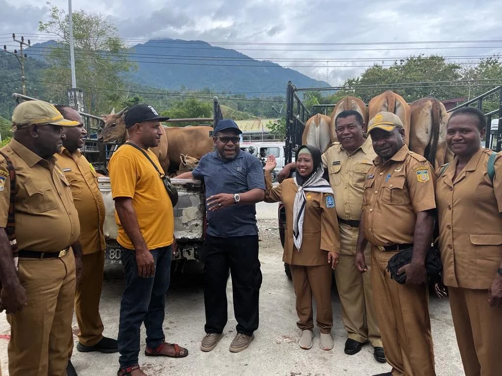 Ilustrasi berita PAPUA: Dinas DMPK dan OAP Pemprov Papua Serahkan Bantuan Ternak Sapi Pada 8 Kelompok Usaha OAP di Kabupaten Jayapura